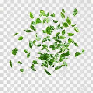 Levitation of Green Leaves: A Studio Photo Realistic Display Levitation of Green Leaves: A Studio Photo Realistic Display