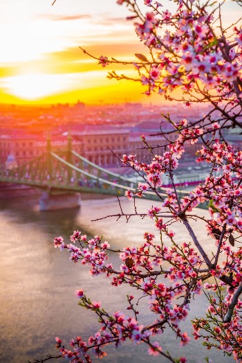 Liberty bridge in Hungary. Spring edition.