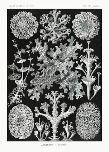 Lichenes&ndash;Flechten from Kunstformen der Natur (1904) by Ernst Hae.. | Free public domain illustration - 2270511