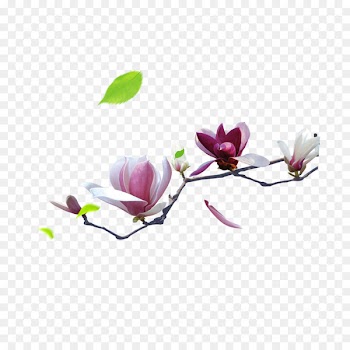 Lichun Solar term Spring Chinese New Year - Opened in the branches of the pear 