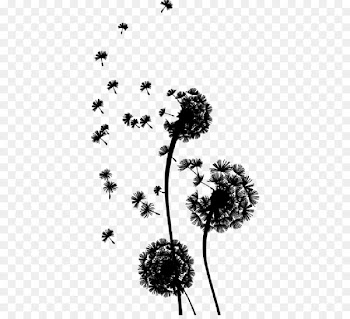 Life, Black White M, Domeniko, Flower, Plant PNG