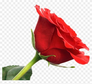 Life Cycle - Happy Rose Day 2018