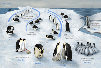 Lifecycle of the Emperor Penguin | Free Photo - rawpixel