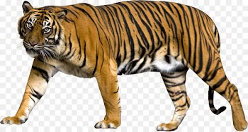 Liger Felidae Lion Portable Network Graphics Clip art - lion 