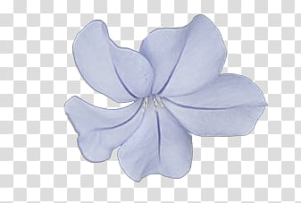 Light-blue petaled flower transparent background PNG clipart