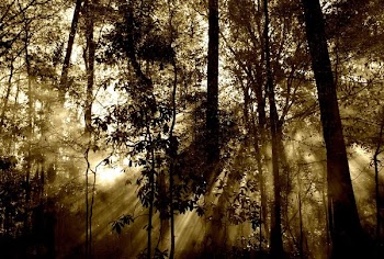 Light Glare Through Trees in the Forest