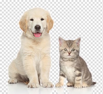 Light golden retriever puppy and gray ticked tabby kitten illustration, Dog Cat Kitten Pet sitting, Pet cat and dog transparent background PNG clipart