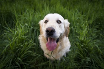 Light Golden Retriever Sitting on Green Grass during Daytime