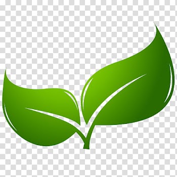 LIGHT, green leaf illustration transparent background PNG clipart