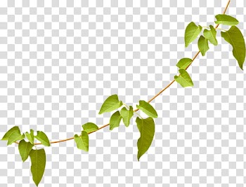LIGHT, green-leafed plany transparent background PNG clipart