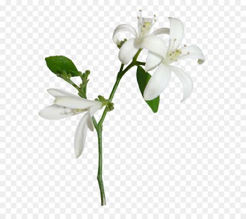 Light Lilium candidum White Flower - White Lily 