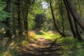 light_on_path.jpg