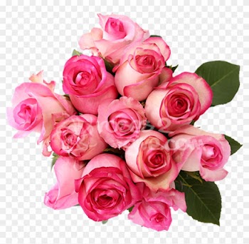 Light Ping And Dark Pink High Quality Fresh Roses In - Rose