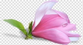LIGHT, pink-petaled flower transparent background PNG clipart
