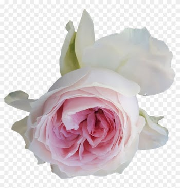 Light Pink Rose On Transparent Background By Agasilva - Pink Roses Transparent Background
