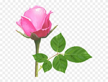 Light Pink Rose, Pink Rose Flower, Pink Roses, Rose - Rose Flowers Light Pink
