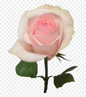 Light Pink Rose Png