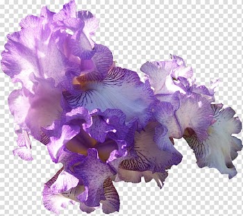 Light Purple Flower , color smoke transparent background PNG clipart