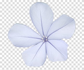 Light-purple -petaled flower transparent background PNG clipart