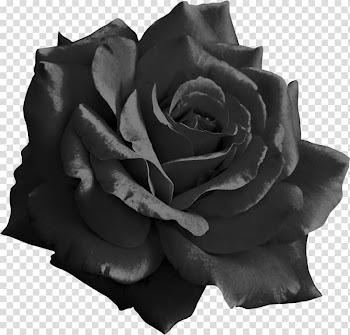 Light Rose Flower , white rose transparent background PNG clipart