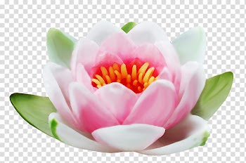 LIGHT, white and pink water lily flower transparent background PNG clipart