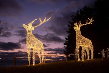 Lighted Deer Decors at Night