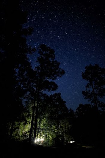 lighted flashlights under tall trees during night time