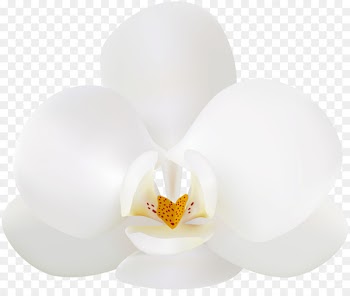 Lighting Flower - orchid 