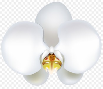 Lighting Flower - Pure as snow butterfly flower 