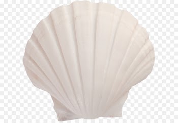 Lighting Seashell - White Shell 