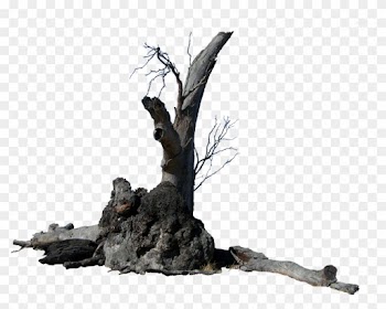 Lightning Tree Precut By Stockopedia Lightning Tree - Tree