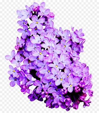 Lilac Clip art - Purple lavender 