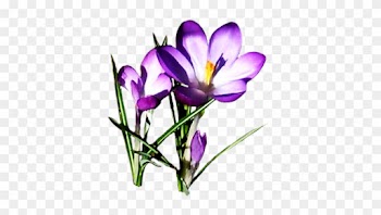 Lilac Crocus - Purple Spring Flowers Clipart
