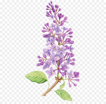 Lilac Flower Drawing Tattoo Watercolor painting - Purple flowers 