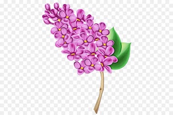 lilac flower lilac plant purple
