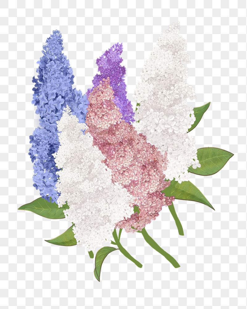 Lilacs png flower sticker illustration, | Free PNG - rawpixel