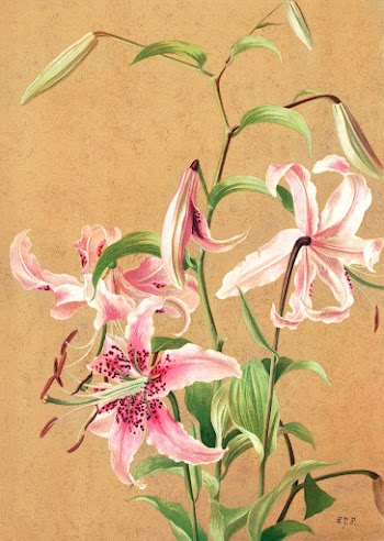 Lilies no. 5 (1886) in high resolution by L. Prang & Co. Original from The Library of Congress. Digitally enhanced by rawpixel.