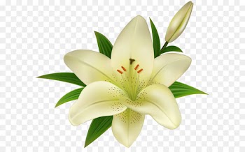 Lilium Amaryllis belladonna Clip art - Lilium Transparent Clip Art 