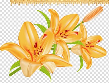 Lilium bulbiferum Arranging cut flowers, flower transparent background PNG clipart