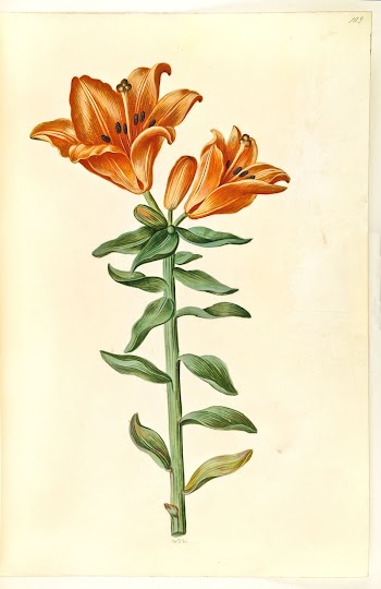 Lilium bulbiferum (fire lily) by Maria | Free Photo - rawpixel