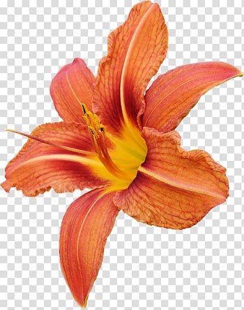 Lilium bulbiferum Flower , flower transparent background PNG clipart