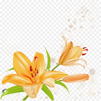 Lilium bulbiferum Tiger lily Arum-lily Clip art - cherry blossom 