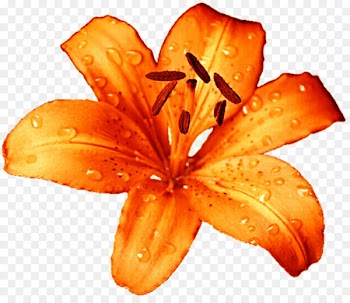 Lilium bulbiferum Tiger lily Lilium candidum Easter lily Flower - orange flower 