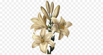 Lilium candidum Drawing Flower Painting Easter lily - flower 