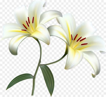 Lilium candidum Easter lily Desktop Wallpaper Flower - lily 