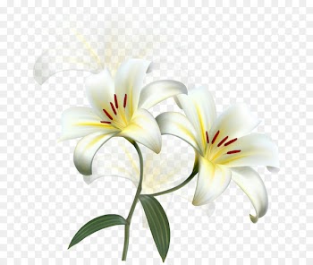 Lilium candidum Easter lily Flower Desktop Wallpaper - beauty scatters flowers 