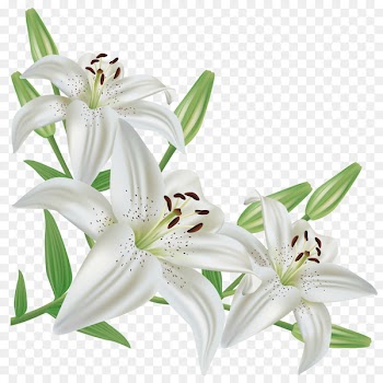 Lilium candidum Easter lily Lilium regale Flower - callalily 