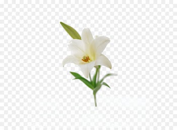 Lilium candidum Flower bouquet Easter lily Lilium ‘Casa Blanca’ - White Lily 