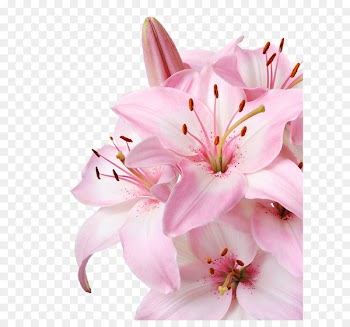 Lilium candidum Flower Pink Stock photography Wallpaper - Pink lily 
