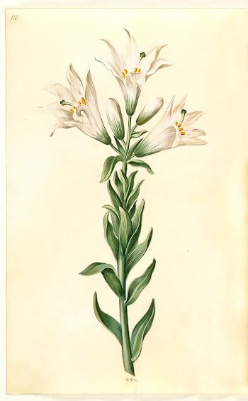 Lilium candidum (madonna lily) by Maria | Free Photo - rawpixel